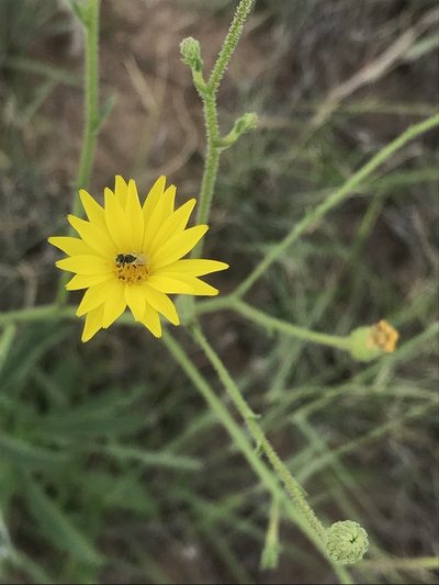 Croptilon hookerianum, photographed by Calinsdad