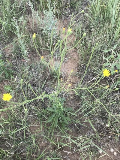 Croptilon hookerianum, photographed by Calinsdad
