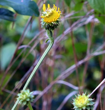 Balduina uniflora, photographed by Lauren McLaurin