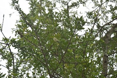 Parmentiera aculeata, photographed by Tereso Hernández Morales