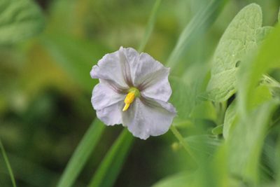 Lycianthes dejecta, photographed by José Belem Hernández Díaz