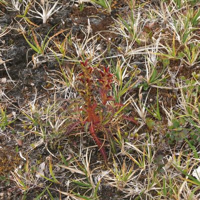 Pedicularis flammea, photographed by Paul Prior