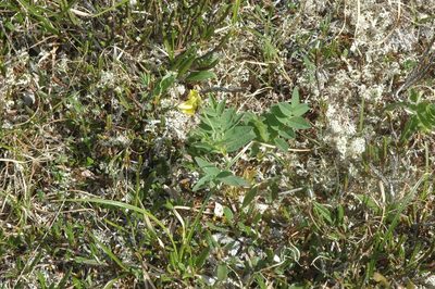 Astragalus umbellatus, photographed by Syd Cannings