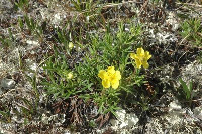 Potentilla biflora, photographed by Syd Cannings