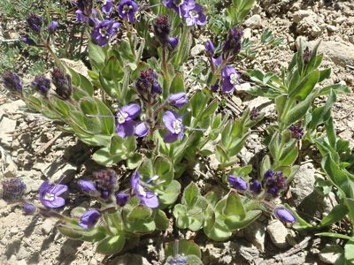 Veronica copelandii, photographed by joergmlpts