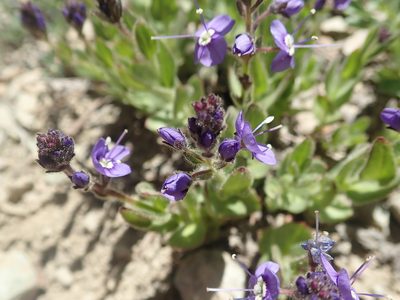 Veronica copelandii, photographed by joergmlpts