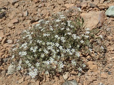 Sabulina nuttallii, photographed by joergmlpts