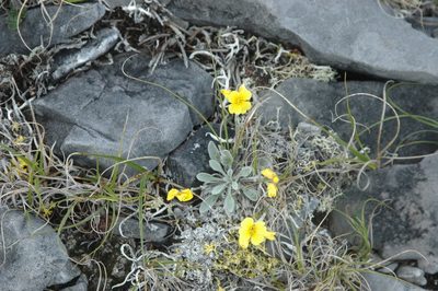Physaria calderi, photographed by Syd Cannings