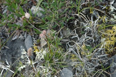 Tofieldia coccinea, photographed by Syd Cannings