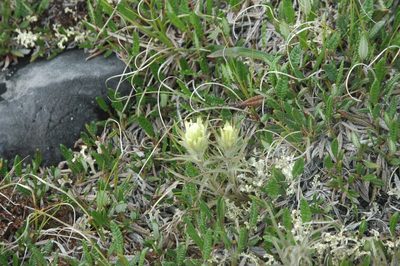 Castilleja hyperborea, photographed by Syd Cannings