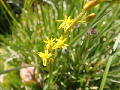 Narthecium californicum, photographed by joergmlpts