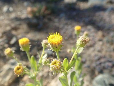 Erigeron petrophilus, photographed by joergmlpts