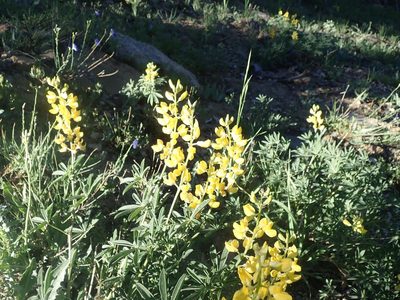 Lupinus croceus, photographed by joergmlpts