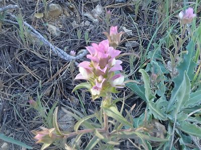 Orthocarpus cuspidatus, photographed by joergmlpts