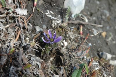 Pulsatilla multiceps, photographed by Syd Cannings