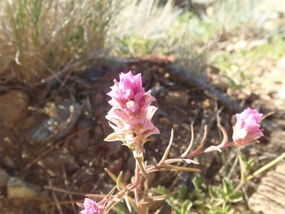 Orthocarpus cuspidatus, photographed by joergmlpts