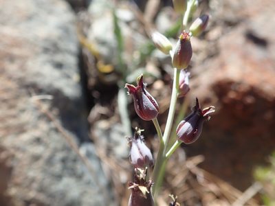 Streptanthus barbatus, photographed by joergmlpts