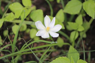 Nemastylis tenuis, photographed by José Belem Hernández Díaz
