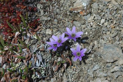 Pulsatilla multiceps, photographed by Syd Cannings