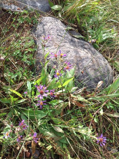 Eurybia integrifolia, photographed by rickr