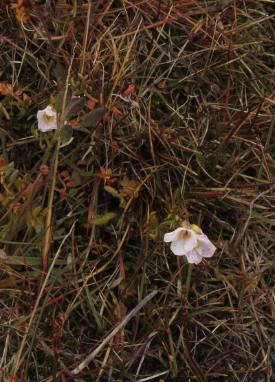 Cardamine digitata, photographed by Paul Prior