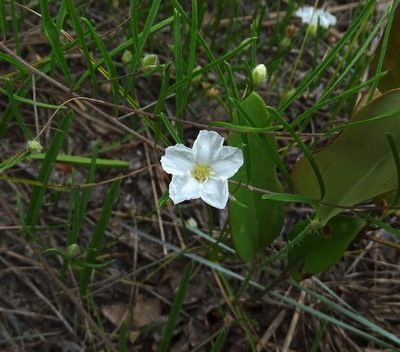 Stylisma pickeringii, photographed by Sandra Keller