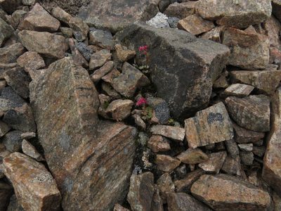 Saxifraga cernua, photographed by Paul Prior