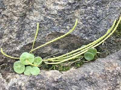 Peperomia polycephala, photographed by Cheryl McCleary-Catalano