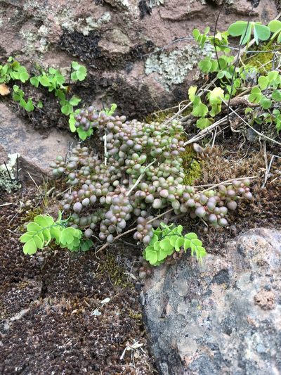 Pilea serpyllacea, photographed by Cheryl McCleary-Catalano