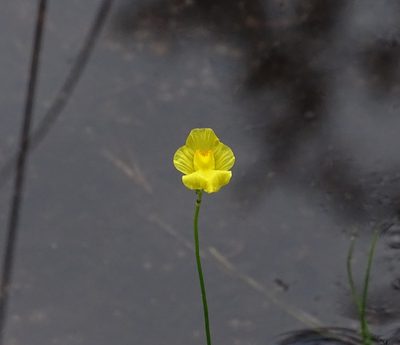 Utricularia striata, photographed by Sandra Keller