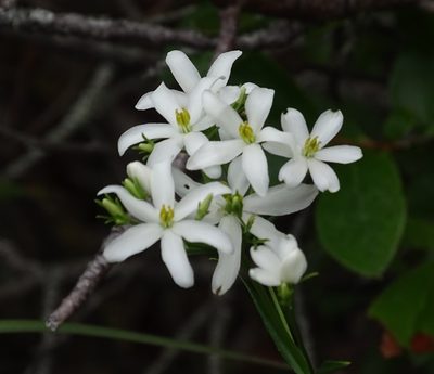 Sabatia difformis, photographed by Sandra Keller