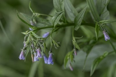 Mertensia franciscana, photographed by Craig Martin