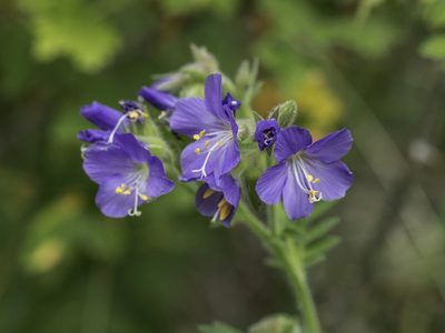 Polemonium foliosissimum, photographed by Craig Martin