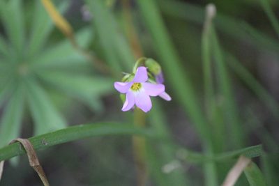 Oxalis decaphylla, photographed by José Belem Hernández Díaz