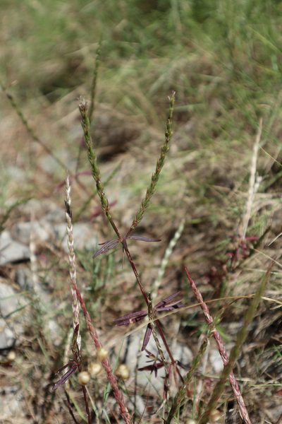 Crucianella latifolia, photographed by Paul Braun