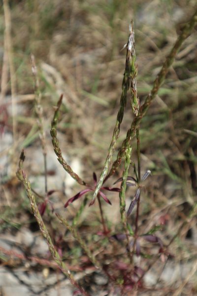 Crucianella latifolia, photographed by Paul Braun