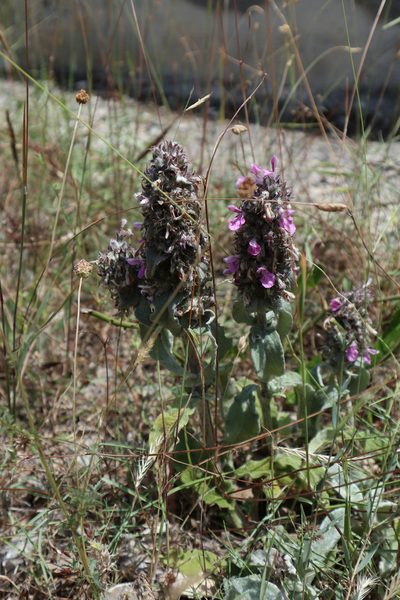 Stachys thirkei, photographed by Paul Braun