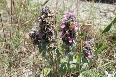 Stachys thirkei, photographed by Paul Braun