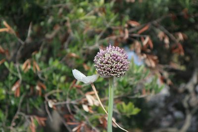 Allium commutatum, photographed by Paul Braun