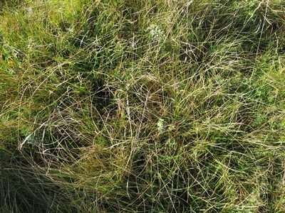 Rytidosperma merum, photographed by Alice Shanks