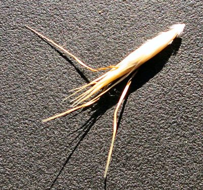Rytidosperma merum, photographed by Alice Shanks