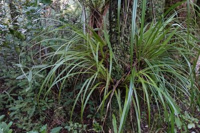Astelia microsperma, photographed by John Barkla