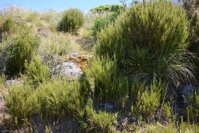 Dracophyllum acerosum, photographed by Jon Sullivan