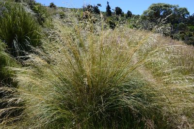 Chionochloa rigida, photographed by Jon Sullivan