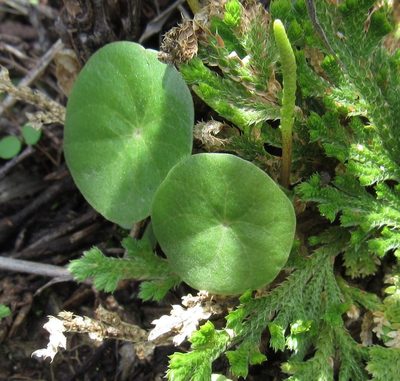 Peperomia monticola, photographed by Oscar Alejandro Morales Juárez