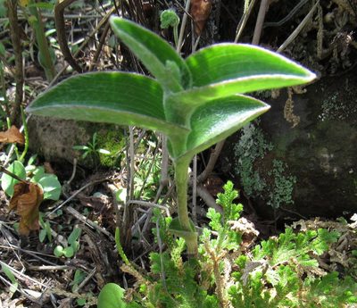 Tradescantia crassifolia, photographed by Oscar Alejandro Morales Juárez