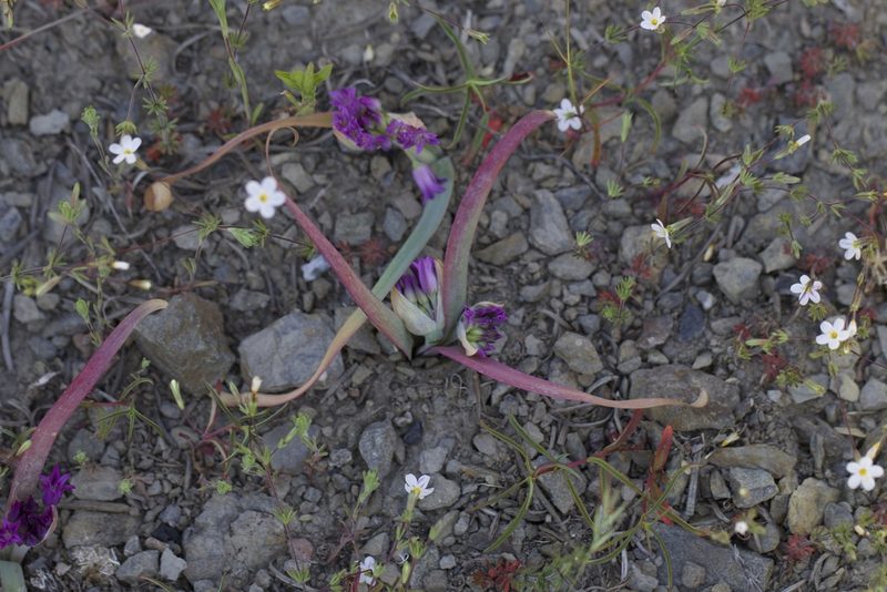 Leptosiphon bolanderi, photographed by Arvel Hernandez