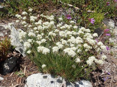 Eremogone congesta, photographed by joergmlpts