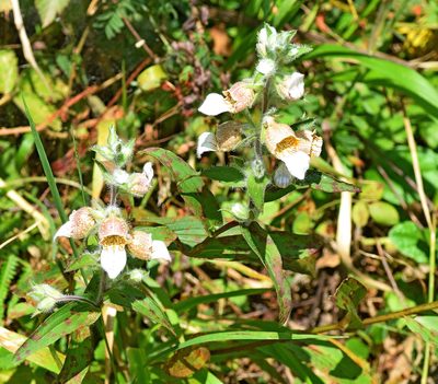Digitalis lanata, photographed by Kostas Zontanos