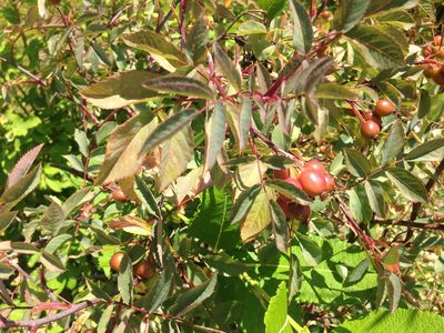 Rosa glauca, photographed by James Hardcastle